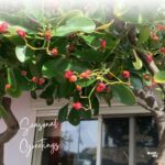 春の庭先で見つけた赤い実と、季節の移ろいを感じる風景。自然の中で育つ木のおもちゃのある暮らしをイメージした写真